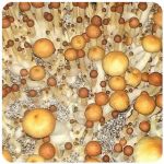 Псилоцибиновые (галлюциногенные) грибы в Киришах Psilocybin "Golden Teacher" Псилоцибиновые (галлюциногенные) грибы в Киришах Psilocybin "Golden Teacher"