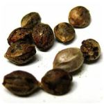 Семена марихуаны АК-47  (Seeds AK-47) в Киришах